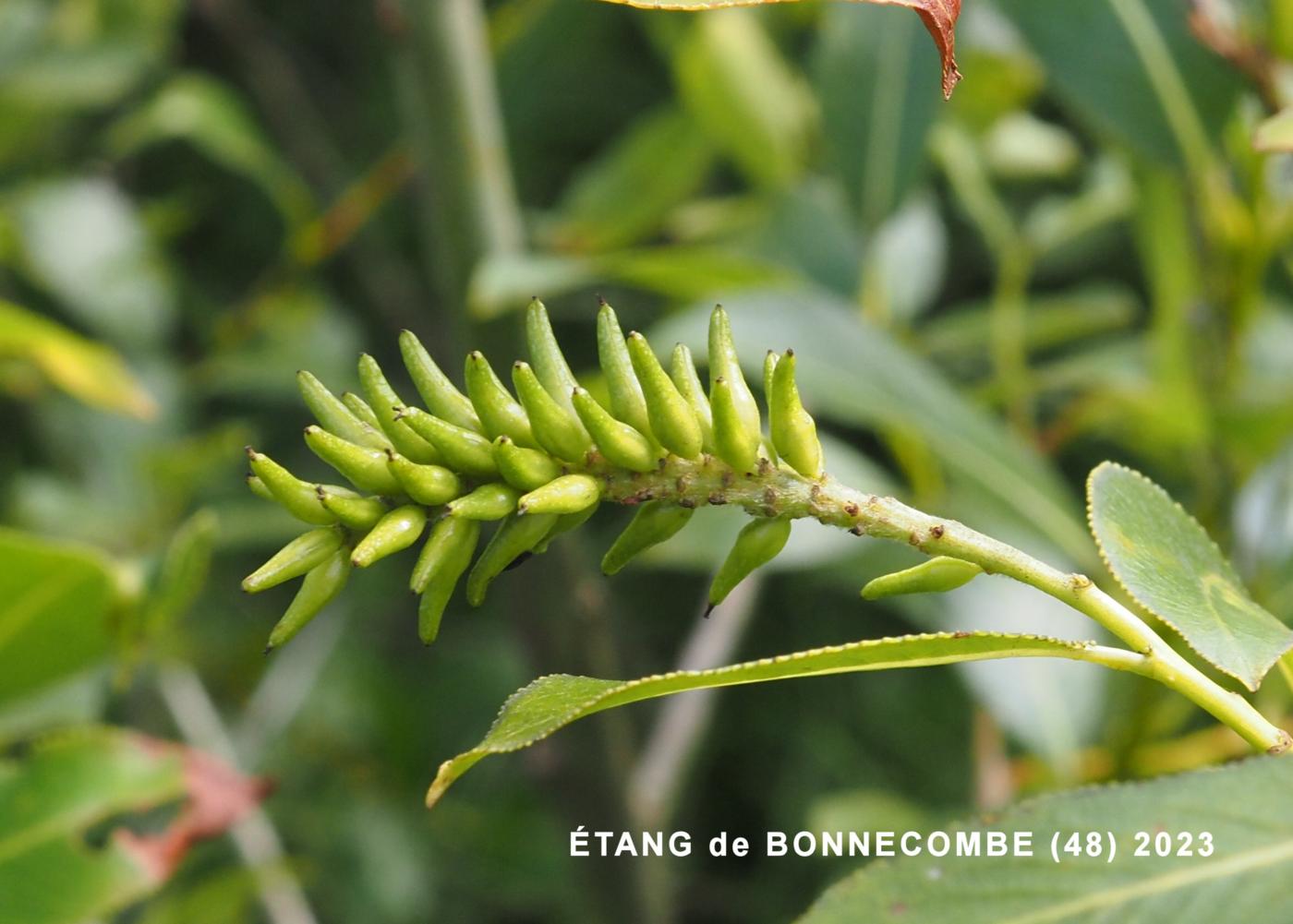 Willow, Bay fruit